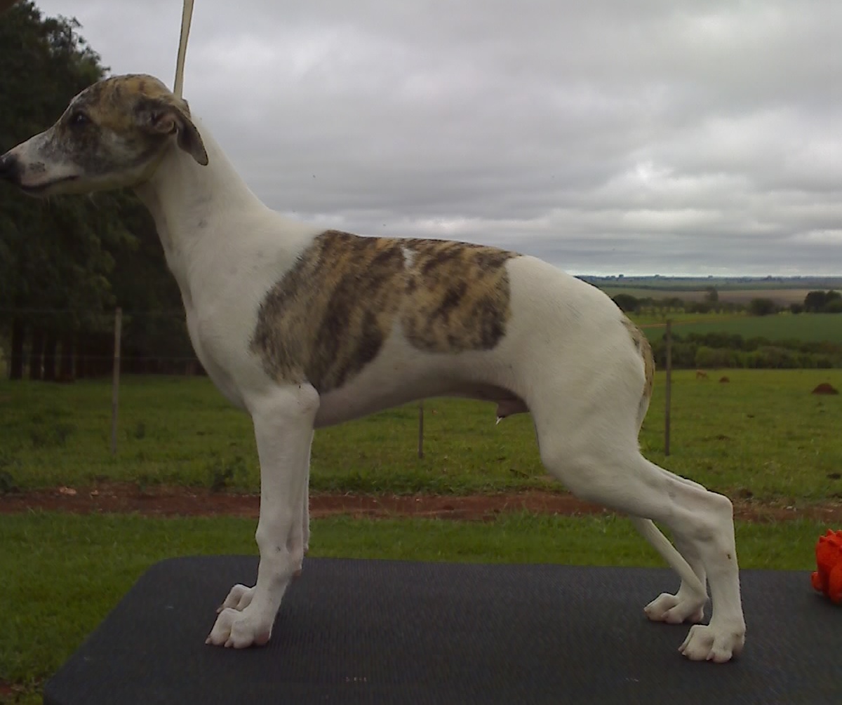 Sto Alberto's Known Friend - Rogger Whippet